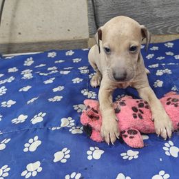 Luca - Fawn male Italian Greyhound puppy in Duncanville, Texas from Oremor's