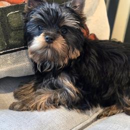 Betty - Black and gold female Yorkshire Terrier puppy in Eatonville, Washington from Luxe Yorkshire Terriers