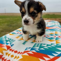 Patriot - Black and tan male Pembroke Welsh Corgi puppy in Walsh, Colorado from Wilson Ranch Corgis