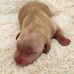 Bamm Bamm - Red  male Goldendoodle puppy in Casa Grande, Arizona from Curls and Camo Pups