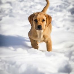 Labrador Retriever Puppies from Cheri Lewitzke