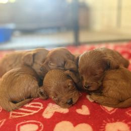 Cavapoo Puppies from Country Club Cavapoos