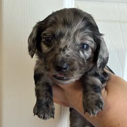 Sarah - Dapple female Dachshund puppy in Springfield, Tennessee from Savannah’s Doxie Palace