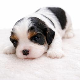 Val - Tri-color female Cavalier King Charles Spaniel puppy in Salisbury, North Carolina from Nanny Bugs Pups