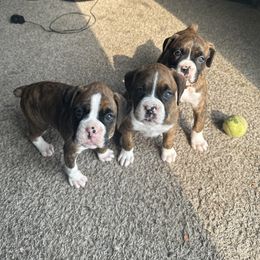 Boxer Puppies from East River Boxers