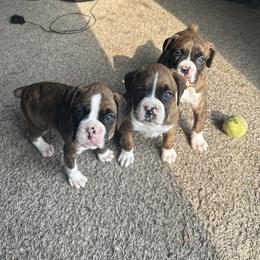 Boxer Puppies from East River Boxers
