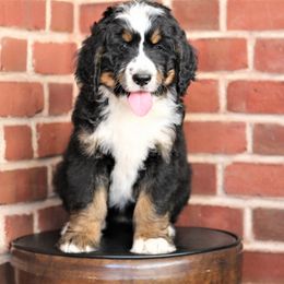 Bernedoodle Puppies from Richardville Hunde