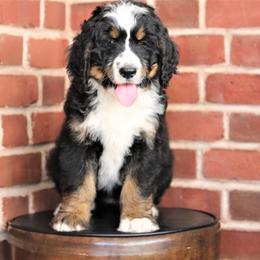 Bernedoodle Puppies from Richardville Hunde