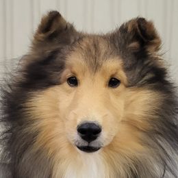 Shetland Sheepdog puppies from Cindy Scott's Shetland Sheepdogs