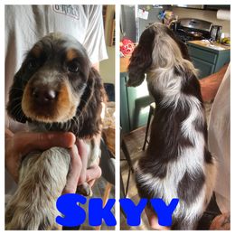 Skyy - Tri-Roan male English Springer Spaniel puppy in Spokane, Washington from Prairie Lane Springer Spaniels