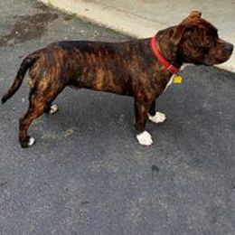 Staffordshire Bull Terrier Puppies from Noumenon Staffords