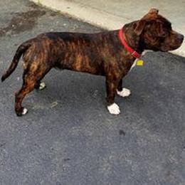 Staffordshire Bull Terrier Puppies from Noumenon Staffords