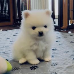 Pomeranian Puppies from Cream Puffs Pomeranians