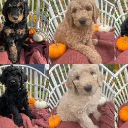 Poodle puppies from Wilks Pups - Standard Poodles