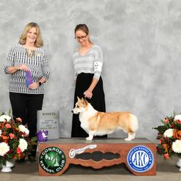 Violet - Pembroke Welsh Corgi