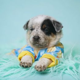 Australian Cattle Dog and Collie Puppies from Blackberry Hills