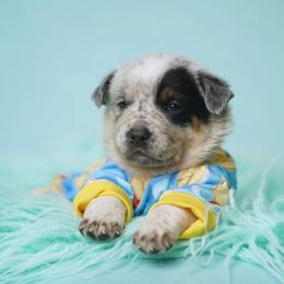 Australian Cattle Dog and Collie Puppies from Blackberry Hills