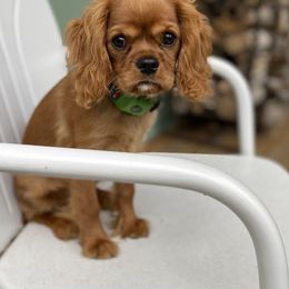Cavalier King Charles Spaniel Puppies from Reynolds Farms Cavaliers