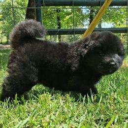Sunny - Black, silver undercoat female Akita puppy in Granbury, Texas from Folklore Akitas