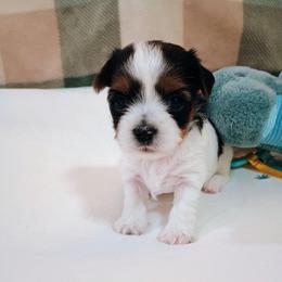 Orion (3) - Parti male Yorkshire Terrier puppy in New Holland, Pennsylvania from Ellie's Cute as a Button Yorkies