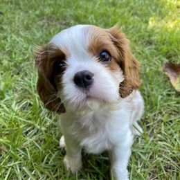 Black Russian Terrier and Cavalier King Charles Spaniel Puppies from Ocean Gem & Guardian Bears