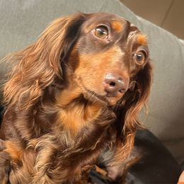 Penny - Dachshund