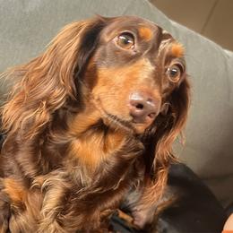 Penny - Dachshund