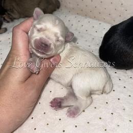 Miniature Schnauzer Puppies from Love Giver Schnauzers