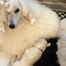 Poodles from Singita Standard Poodles
