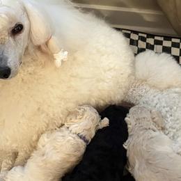 Poodles from Singita Standard Poodles