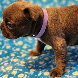 French Bulldogs from Big Oso's Creations