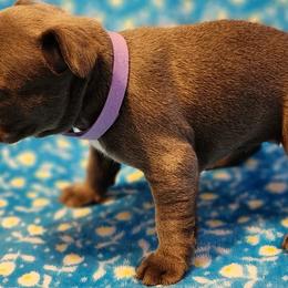 French Bulldogs from Big Oso's Creations