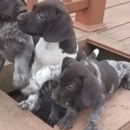 German Shorthaired Pointers from Stolee GSP'S