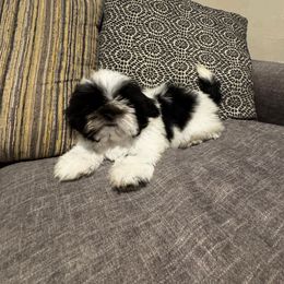 Max - Blue and white male Shih Tzu puppy in Palmetto Bay, Florida from Happy Hour Shih Tzus