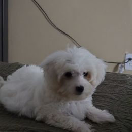 Maggie - Bichon Frise