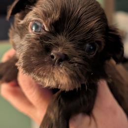 Blake - Chocolate male Shih Tzu puppy in Claxton, Georgia from Small Pawz Shih tzu