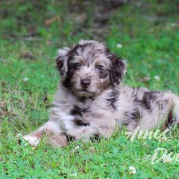 Aussiedoodle Puppies from Amos and Oak Doodles