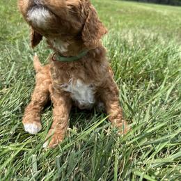Goldendoodle Puppies from Central Kentucky Goldendoodles