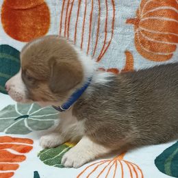 Pembroke Welsh Corgi Puppies from Episode Corgis
