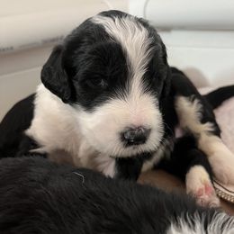 Old English Sheepdog and Sheepadoodle Puppies from Doodlefolk