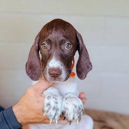Girl 1 - Orange - White and liver female German Shorthaired Pointer puppy in Lake City, Fl, Florida from Spradley Springers & GSP's