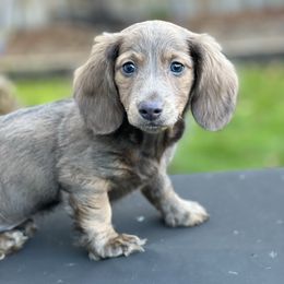 Dachshund Puppies from HP Dachs