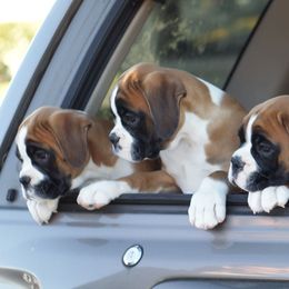 Boxer Puppies from Dizara Boxers