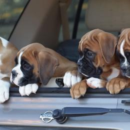 Boxer Puppies from Dizara Boxers