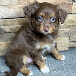 Maple - Red tri male Miniature Australian Shepherd puppy in Mc Lean, Illinois from Kickapoo Creek Toy & Mini Aussies