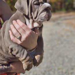 Bulldog, Doberman Pinscher, and French Bulldog Puppies from Snapp Valley Bulldogs