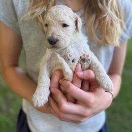 Ray - Cream male Poodle puppy in St. Johnsbury, Vermont from Poodles of the Northern Woods