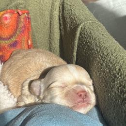 Chihuahua Puppies from Wild Mountain Chihuahuas