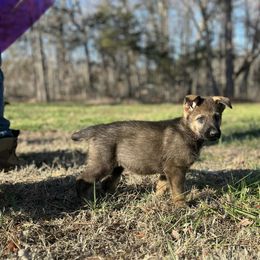 German Shepherd Puppies from Grassroots German Shepherds