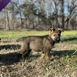 German Shepherd Puppies from Grassroots German Shepherds